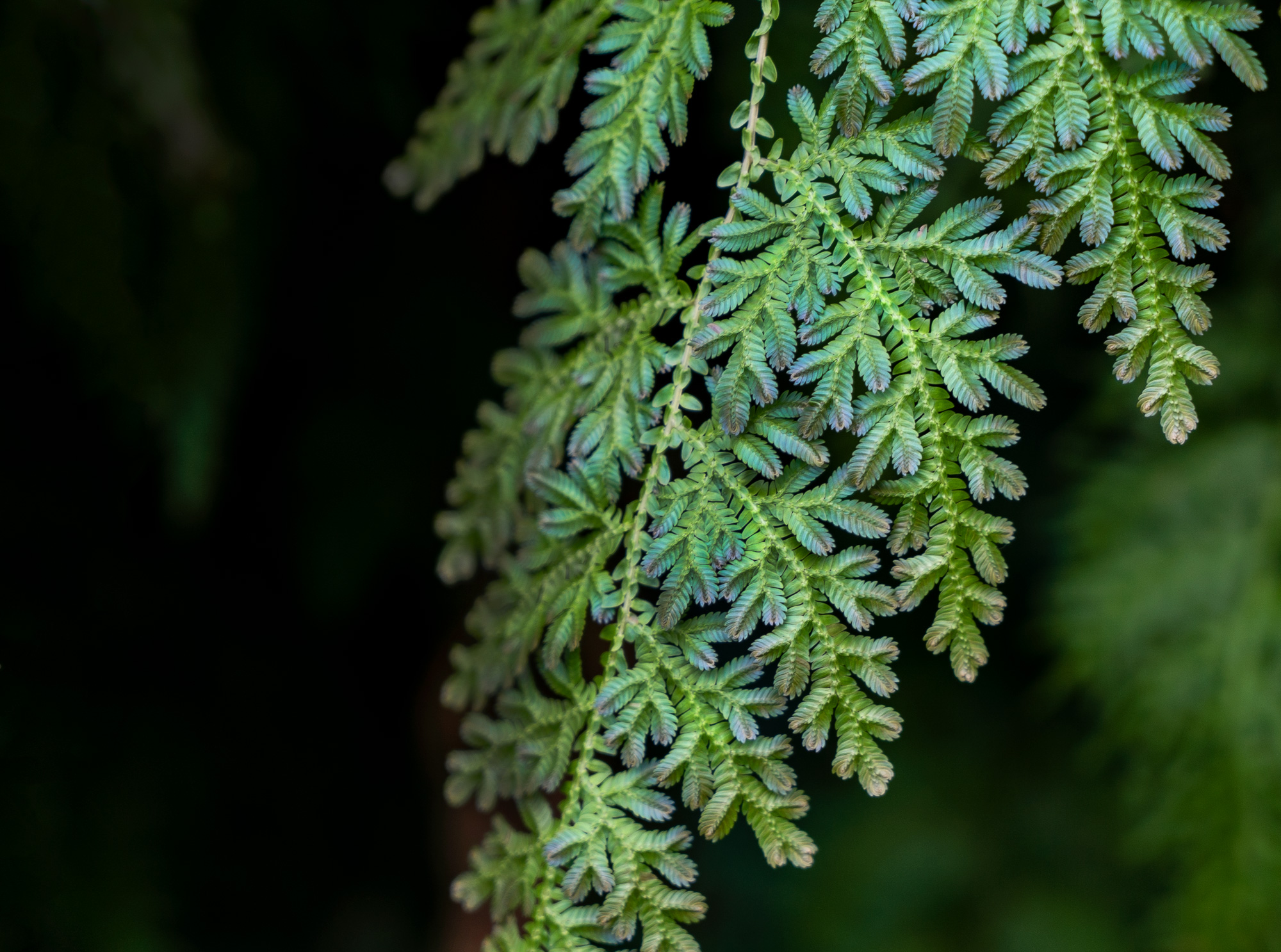 Landscapes and Flora